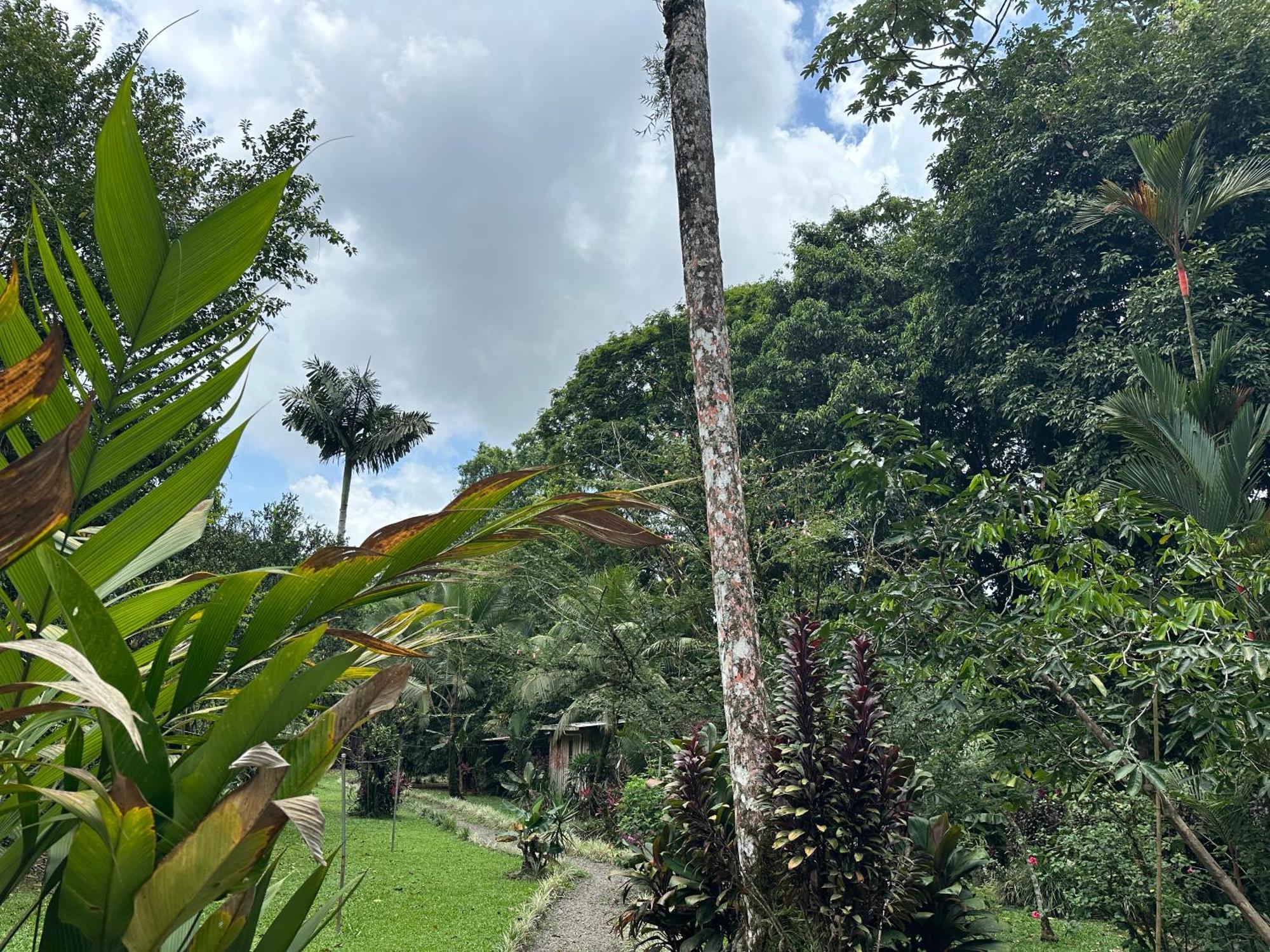 Casa Rio Blanco Eco Friendly B&B Guapiles Exterior photo