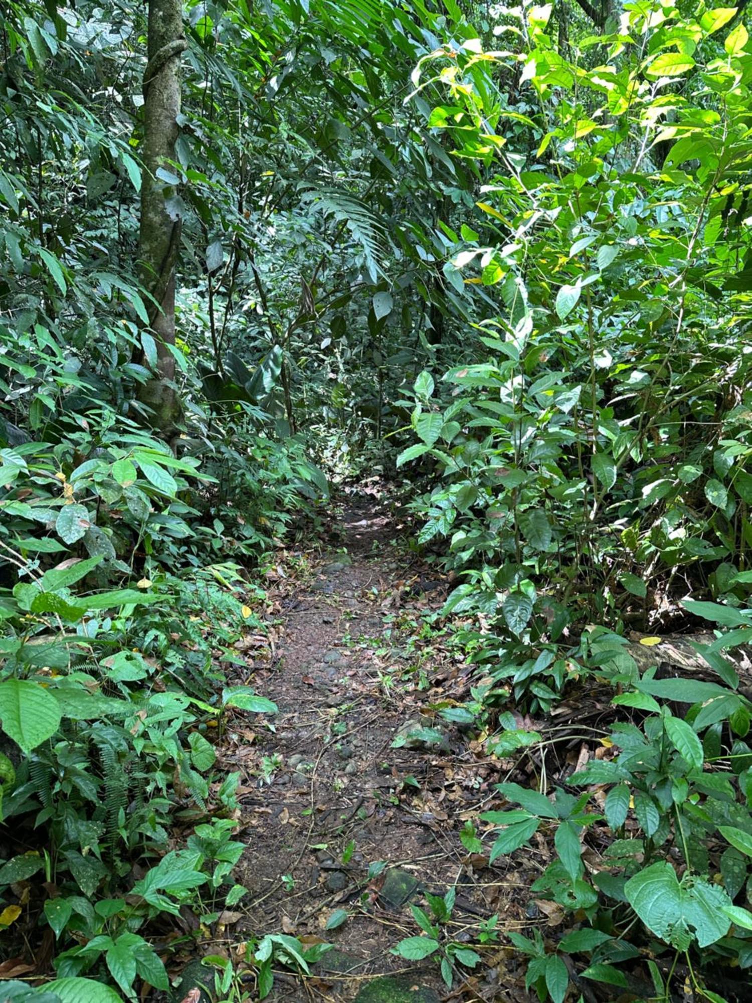 Casa Rio Blanco Eco Friendly B&B Guapiles Exterior photo